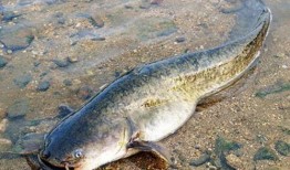 鲶鱼蹲坑带你吃瓜,揭秘网络红人带你吃瓜的幕后故事