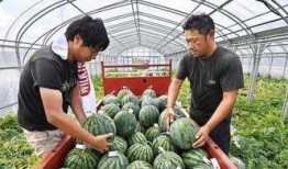 临海花店老板吃瓜,临海花店老板的瓜田奇遇记