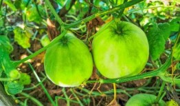 梦见吃绿色小蓝瓜,揭秘绿色小蓝瓜的神秘寓意