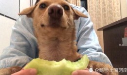 小狗可以吃田瓜吗怎么吃,小狗如何安全享用田瓜美味