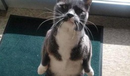 带你吃瓜智障猫