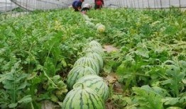 宁德海伦司吃瓜