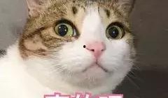 吃瓜养猫,揭秘猫咪的“美食”世界