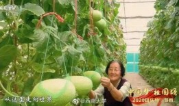 江浙吃瓜,吃瓜群众的味蕾盛宴