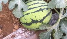 潍坊坊子吃瓜,夏日吃瓜盛宴，品味传统与现代交融的美食文化