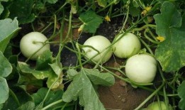 带你吃最甜的瓜,带你品尝最诱人的瓜果盛宴