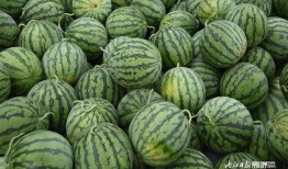 吃瓜文化社,揭秘网络时代的“瓜田”盛景