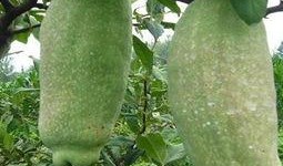 半边瓜怎么吃效果最好