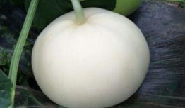 村长吃梨瓜,一场别开生面的乡村盛宴