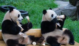 吃瓜熊猫渝爱,揭秘网红熊猫的甜蜜生活