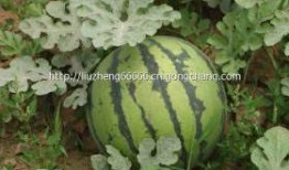 泗水有瓜吃,共享丰收喜悦