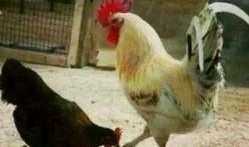 鸡王母吃瓜,鸡王母的瓜田奇遇记