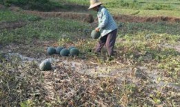 农村小伙吃瓜,一场味蕾的狂欢之旅