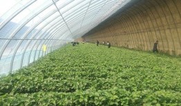 华强只吃大棚瓜,大棚瓜的忠实食客，探寻绿色健康生活之道