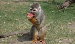 田里有野动物吃瓜