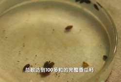 什么动物吃瓜不吐籽,揭秘哪些动物能吃瓜不吐籽