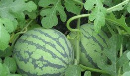 瓜叶怀孕可以吃,探寻植物界的神奇孕育之谜