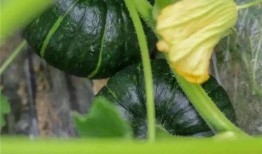 吃瓜群众小番茄,揭秘吃瓜群众的趣味生活