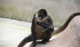 田里有野动物吃瓜