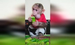 猴吃瓜搞笑视频