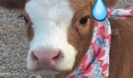 抖音吃瓜鸭子,揭秘网络红人背后的故事