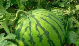 凹凸嫚吃瓜,揭秘娱乐圈背后的那些事儿