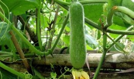 种瓜得吃瓜了,瓜农与瓜食者的和谐共生