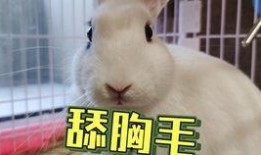 抖音吃瓜鸭子,揭秘网络红人背后的故事