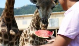 田里有野动物吃瓜