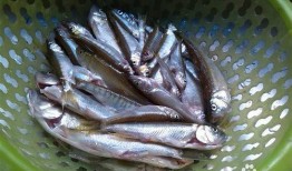 小鱼子子吃瓜,揭秘娱乐圈幕后真相