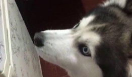 歪着脑袋吃瓜,揭秘网络热点的趣味与真相