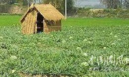 瓜坡摆摊卖吃的,人间烟火气，尽在这一碗小吃中