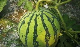 大瓜网红吃瓜图片高清,高清图片揭秘娱乐圈幕后风云