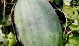 怎么在QQ吃瓜,轻松掌握热门话题，畅享网络热议盛宴