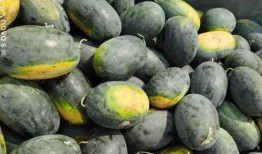 吃圆瓜,探寻传统与创新的完美融合