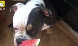 美女吃狗狗的瓜