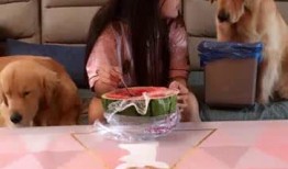 美女吃狗狗的瓜