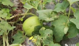 种瓜得瓜等待吃瓜,揭秘瓜农的辛勤与收获