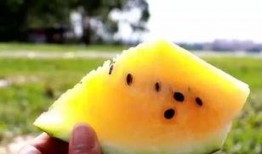 吃瓜黄色料,吃瓜群众眼中的明星黄色料大揭秘