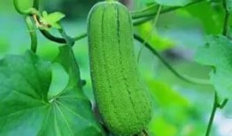 吃瓜了可惜没瓜,遗憾！吃瓜群众目睹精彩却空手而归