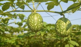 药瓜和吊瓜可以吃吗,探寻可食用植物的奥秘