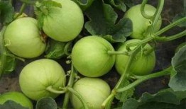 吃瓜得瓜什么意思,揭秘“吃瓜得瓜”背后的趣味与智慧