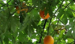 药瓜和吊瓜可以吃吗,探寻可食用植物的奥秘