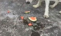 小狗可以吃田瓜吗怎么吃,小狗如何安全享用田瓜美味