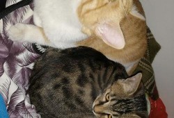 满月猫吃瓜视频,萌态十足，网友直呼可爱爆表！