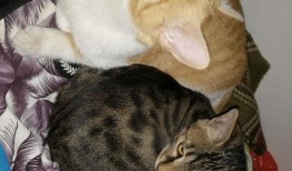 满月猫吃瓜视频,萌态十足，网友直呼可爱爆表！