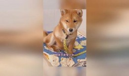 吃瓜二狗子是谁,吃瓜二狗子的崛起之路