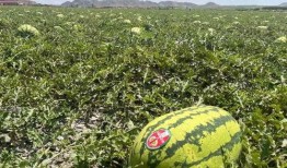 宁夏沙瓜怎么吃,尽享夏日清新美味