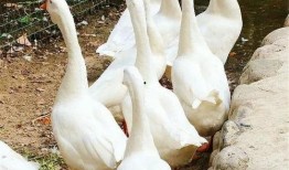 鹅吃角瓜蓝吗,探寻蓝天的奥秘