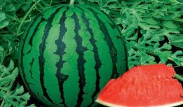 抖音野岛吃瓜,野岛吃瓜，揭秘娱乐圈幕后真相